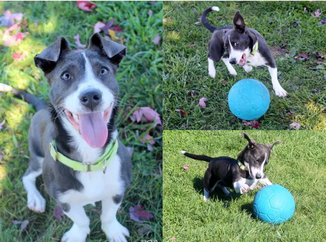 Marlowe - Jack Russell Terrier (Parson Russell Terrier)