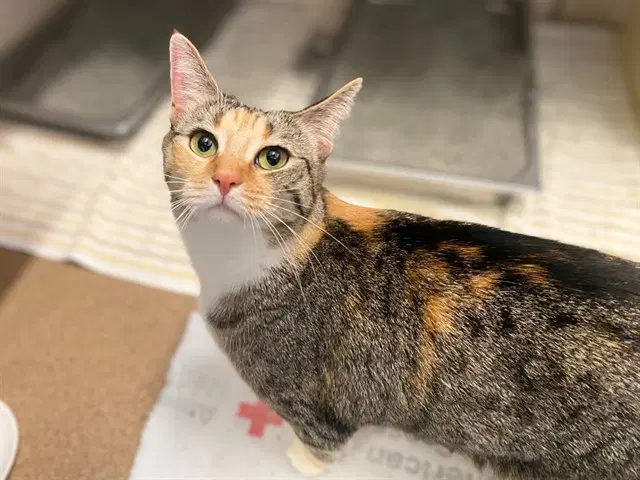 Callie - Domestic Short Hair