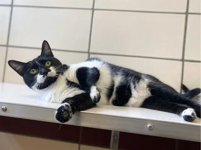 Vega - Domestic Short Hair