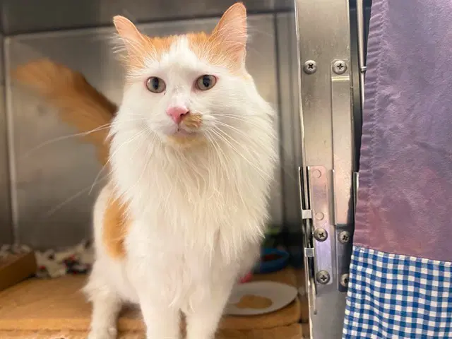Sir Fluffington image 1