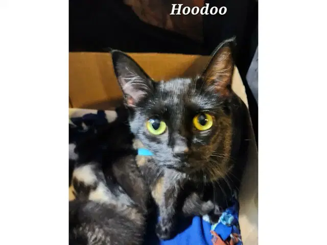 Hoodoo - Domestic Short Hair