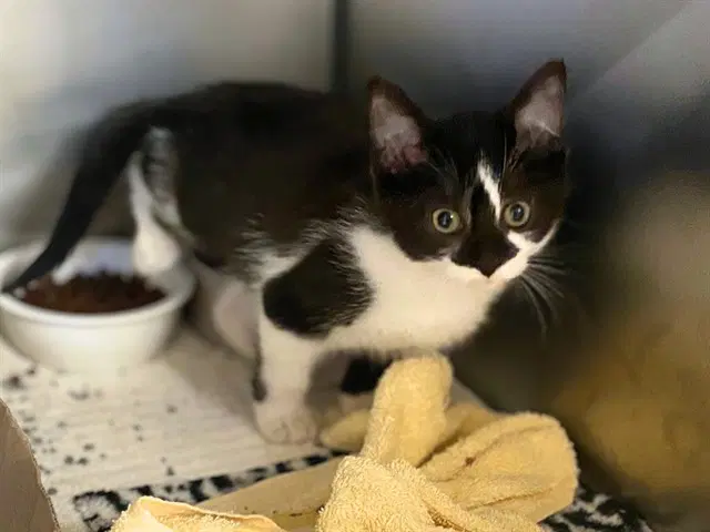 Winnie - Domestic Short Hair