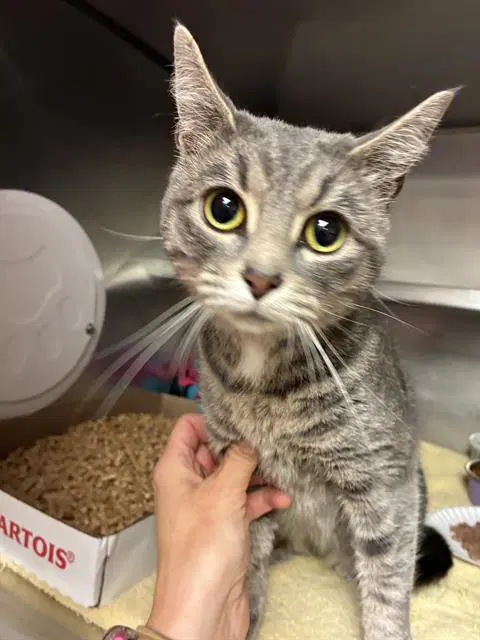 Nebula - Domestic Short Hair