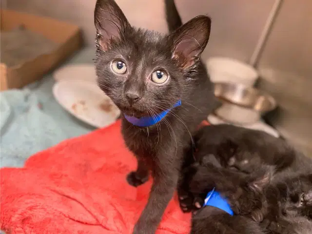 Curly Q - Domestic Short Hair