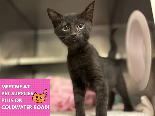 Curly Q - Domestic Short Hair