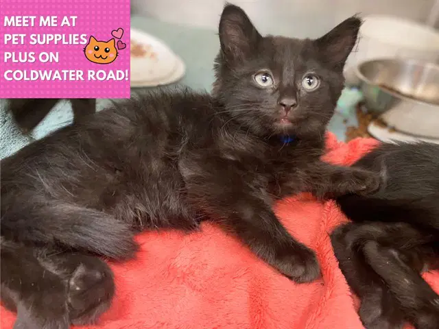 Big Mac - Domestic Medium Hair