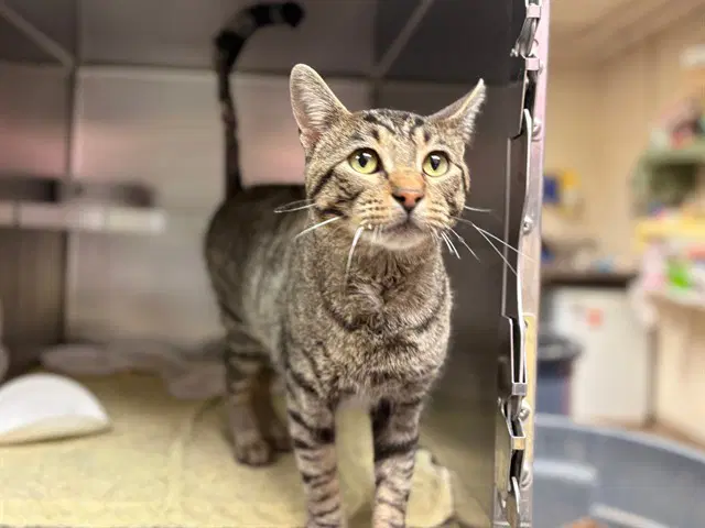 Justin Case - Domestic Short Hair
