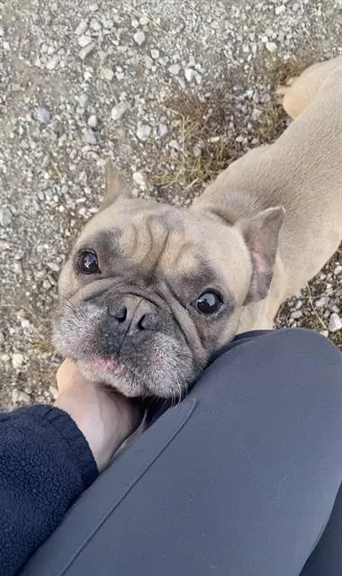 Twix - French Bulldog