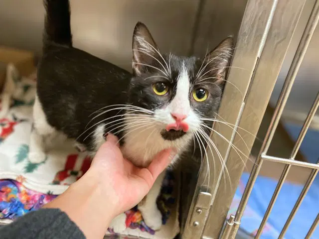 Rebecca - Domestic Short Hair