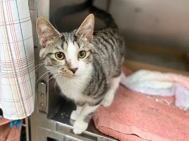 Jagger - Domestic Short Hair