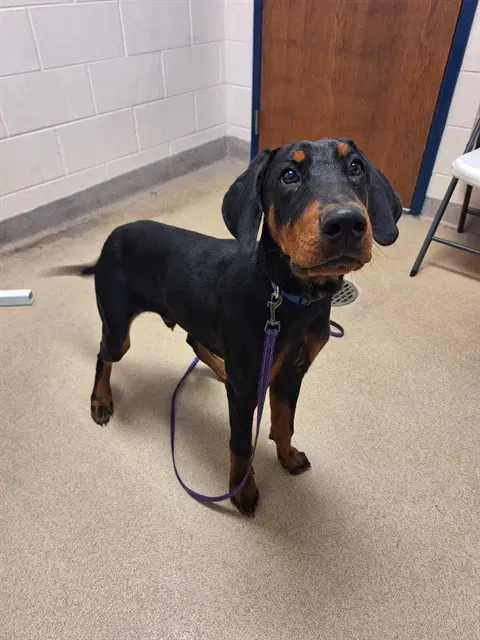 Snoop - Doberman Pinscher