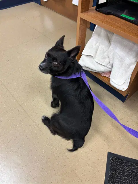 Taz - Cairn Terrier