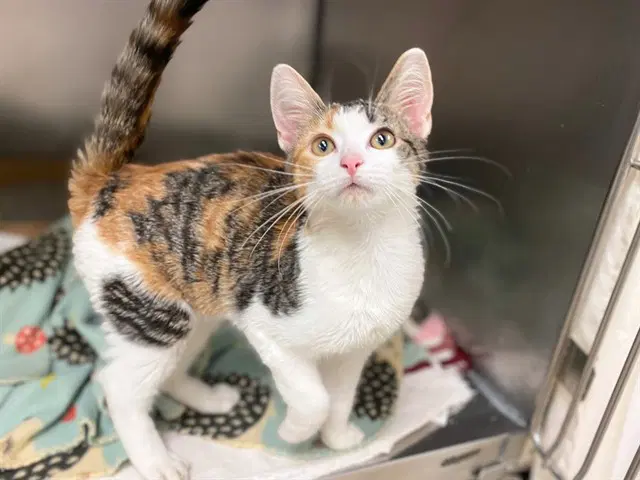 Bea - Domestic Short Hair