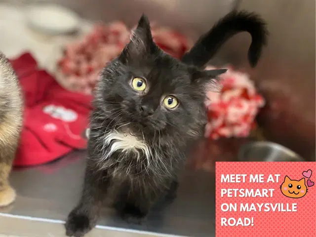 Elvira - Domestic Long Hair
