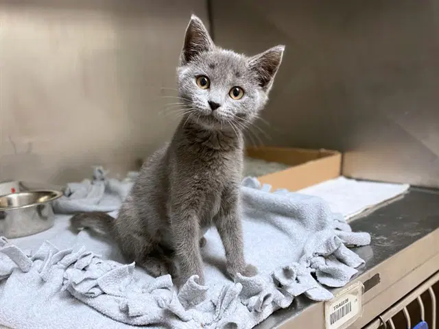Mopsy Mae - Domestic Short Hair