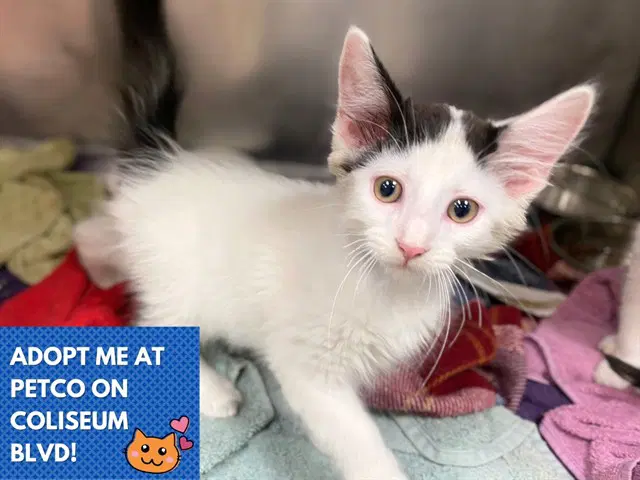 Jon - Domestic Medium Hair