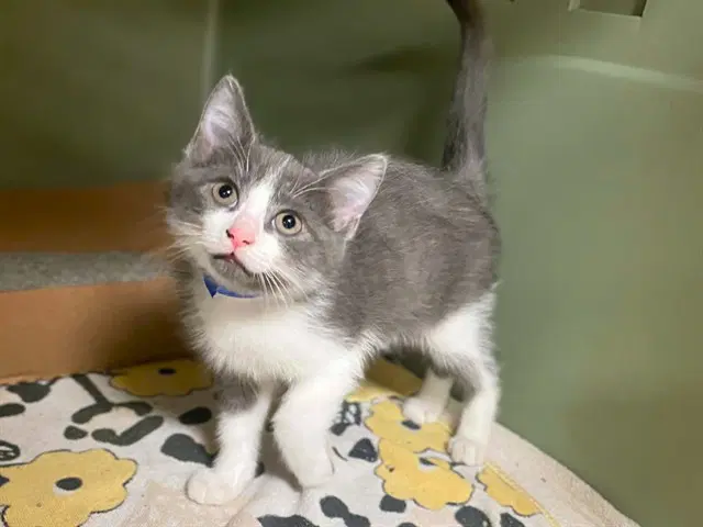Duke - Domestic Short Hair