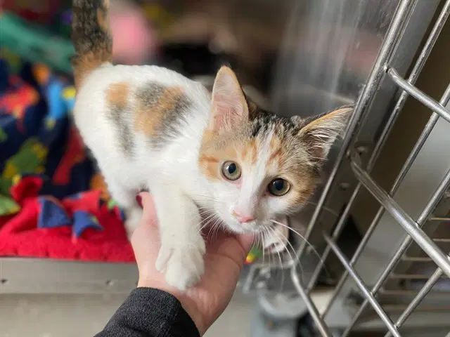Doodlebug - Domestic Short Hair
