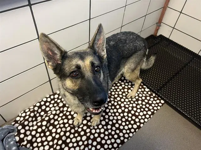 Shania Twain - German Shepherd Dog