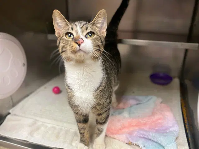 Mr Meowgi - Domestic Short Hair