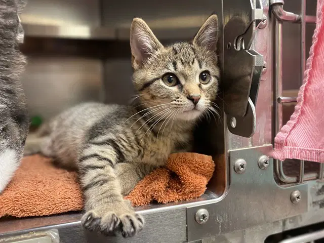 Bugs Bunny - Domestic Short Hair