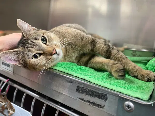 Cersei - Domestic Short Hair
