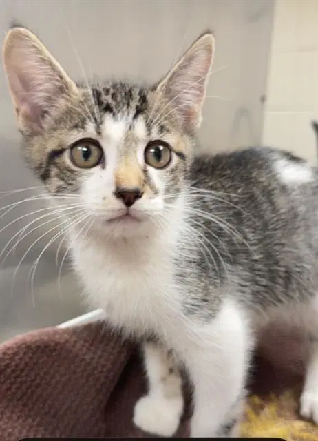 Frito Bandito - Domestic Short Hair