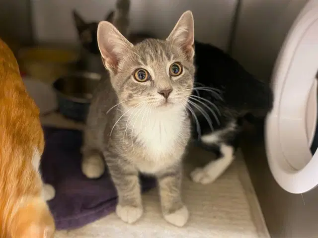 Pesto - Domestic Short Hair