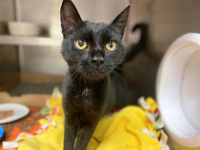 Betty - Domestic Short Hair