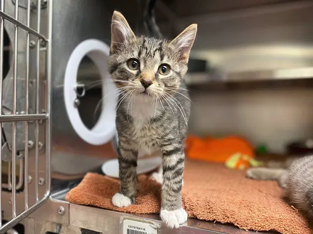 Daffy Duck - Domestic Short Hair