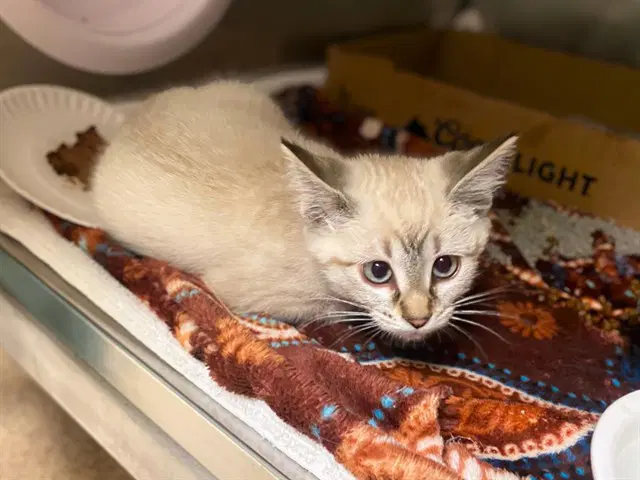 Eliza - Domestic Short Hair
