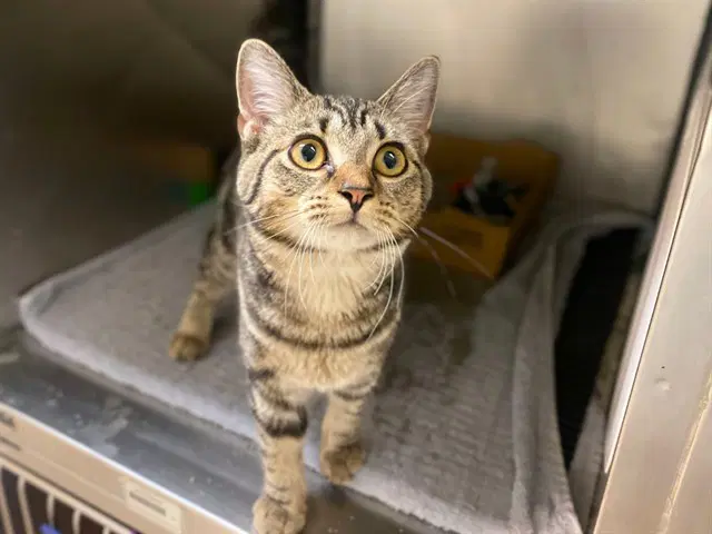 Gretel - Domestic Short Hair