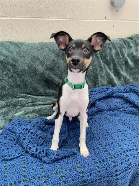 Milo - Rat Terrier