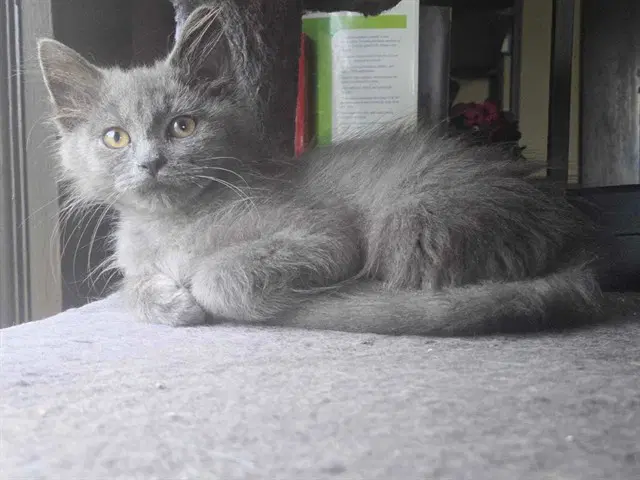 Dusty - Domestic Long Hair