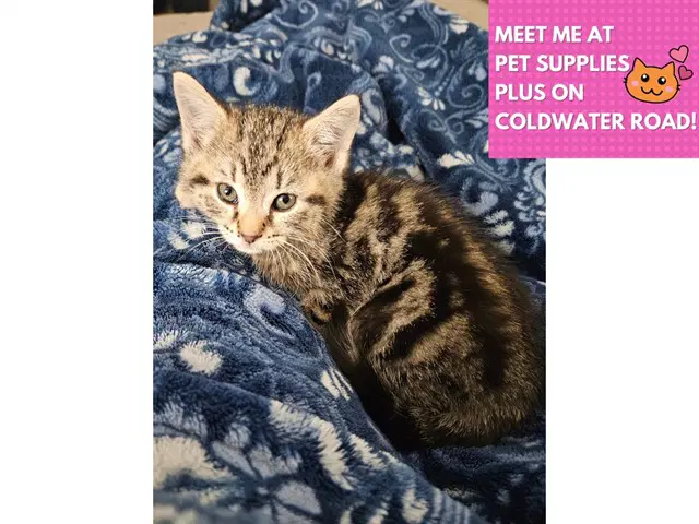 Frankie - Domestic Short Hair