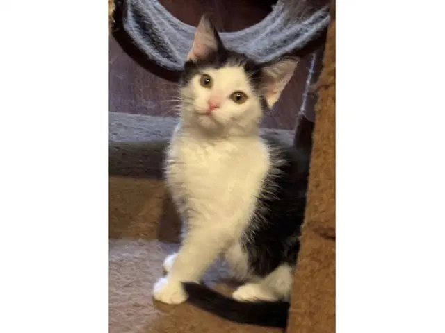 Dottie - Domestic Short Hair