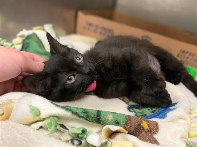 Gem - Domestic Short Hair