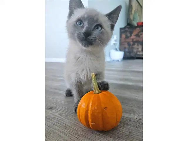 Tilly - Domestic Short Hair