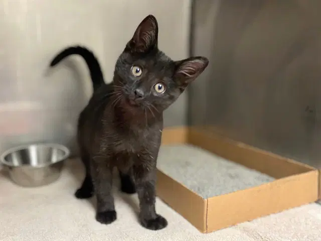 Midnight - Domestic Short Hair