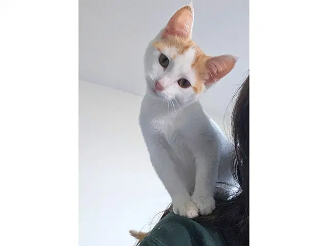 Lyra - Domestic Short Hair