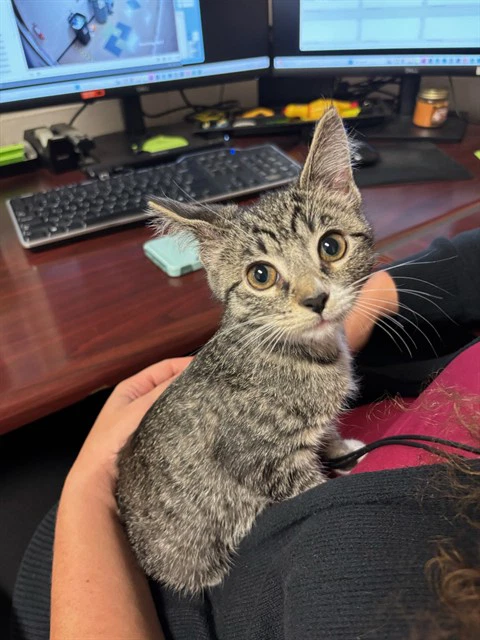 Nala
