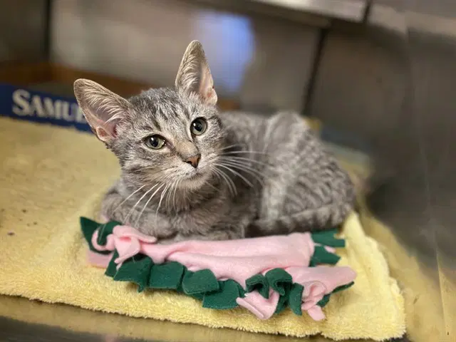 Kimmie - Domestic Short Hair