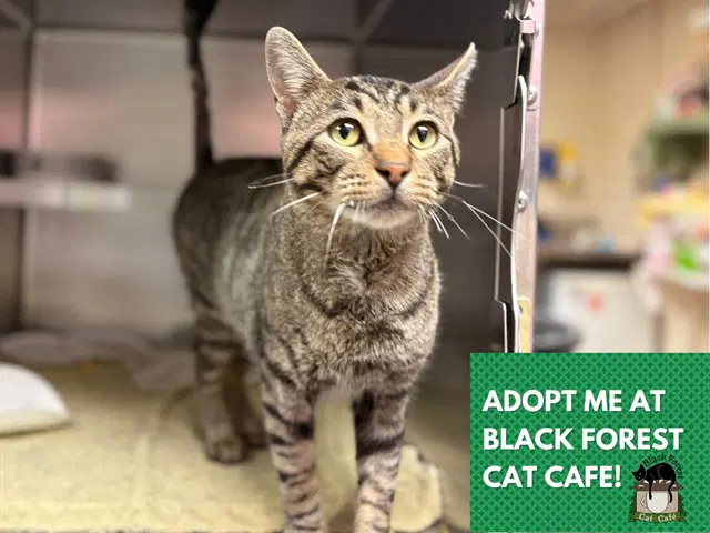 Justin Case - Domestic Short Hair