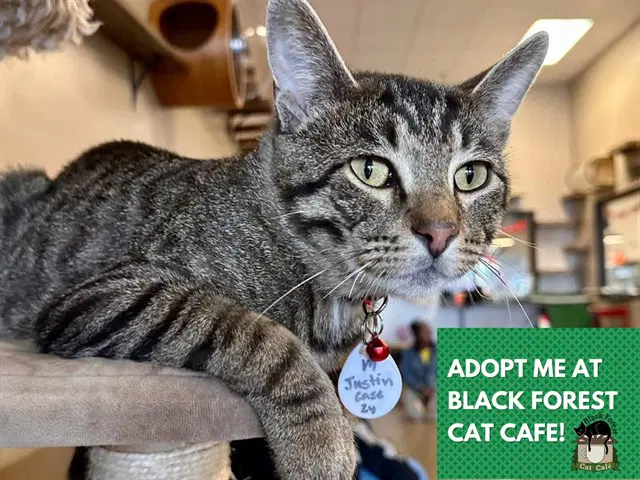 Justin Case - Domestic Short Hair