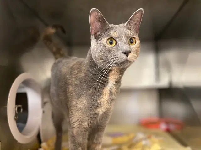 Katie - Domestic Short Hair