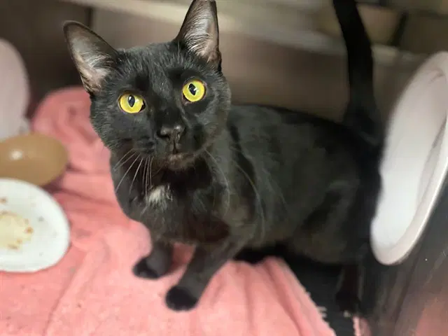 Mystery - Domestic Short Hair