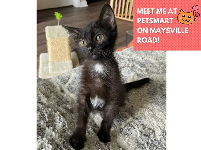 Ms Ghost - Domestic Short Hair