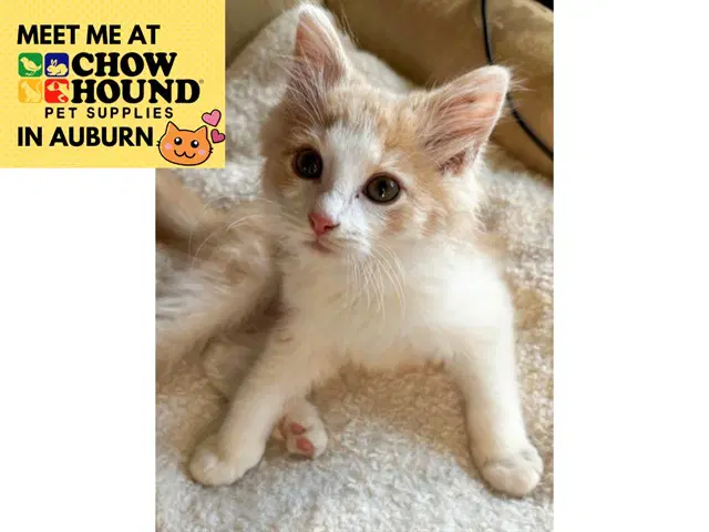 Galway - Domestic Medium Hair