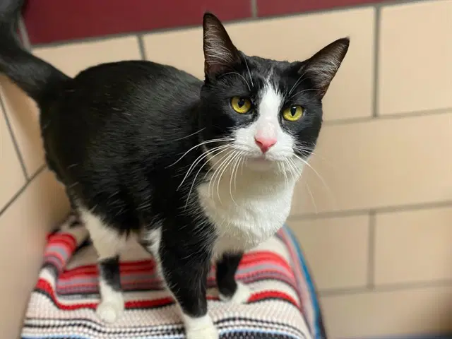 Mable - Domestic Short Hair