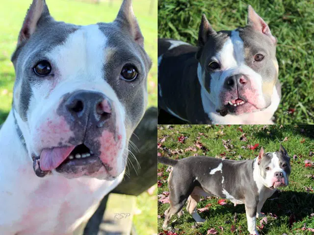 Zara - Pit Bull Terrier